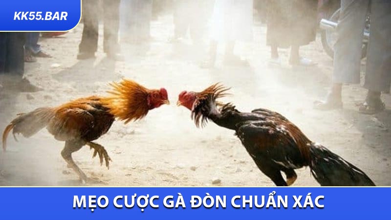 Mẹo đơn giản giúp bạn đánh giá cửa cược gà đòn chuẩn xác